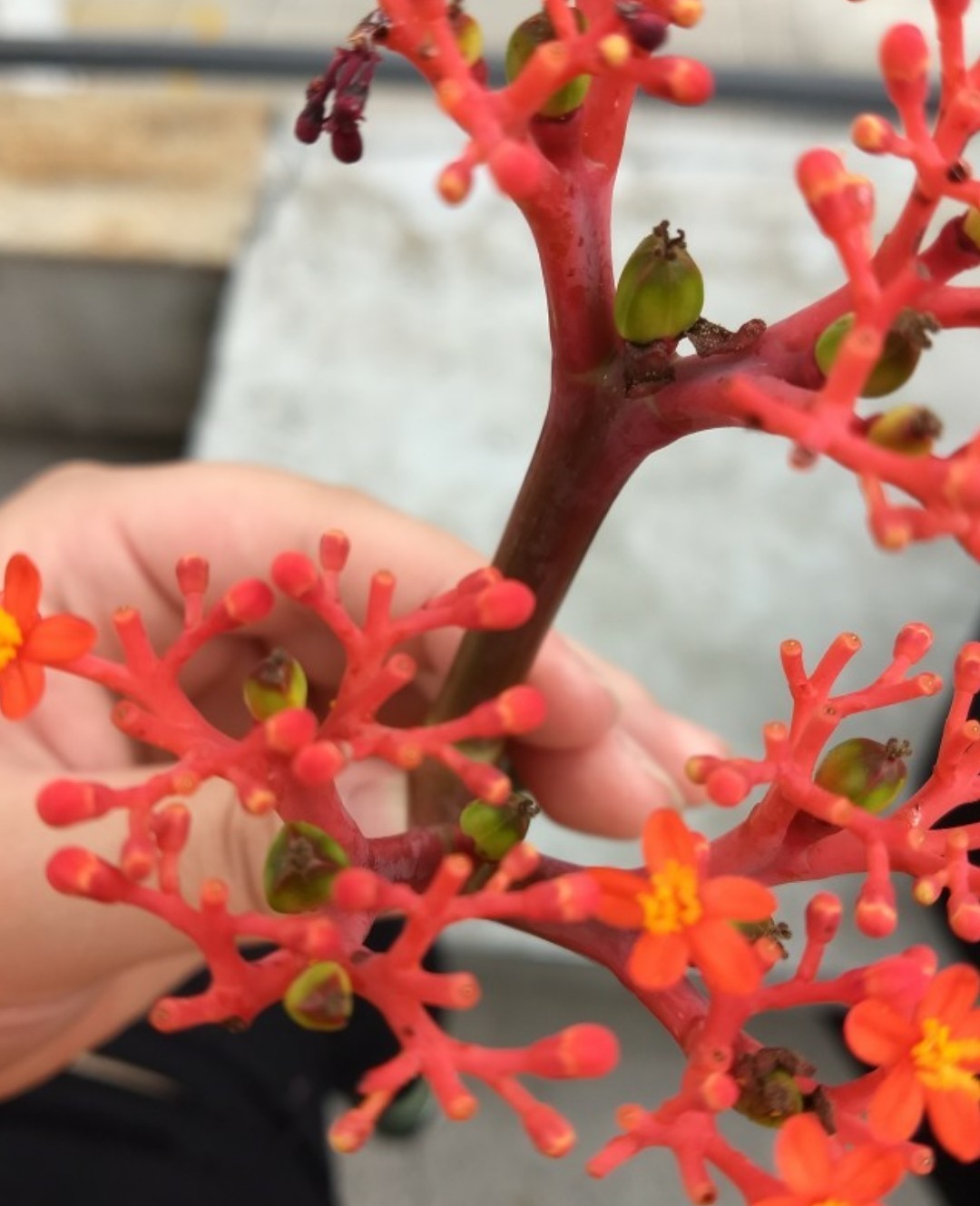 POWERS TO FLOWERS - JATROPHA MULTIFIDA, Pianta vera