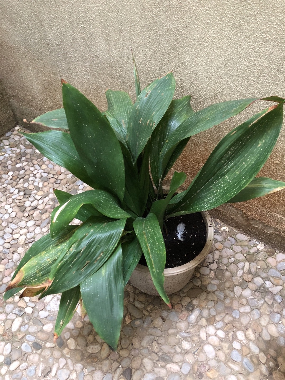 anthurium rugulosum Anthurium 'Canal Queen' (Papillilaminum x Rugulosum) by Jay Vannini (w   Rare Plant Fairy