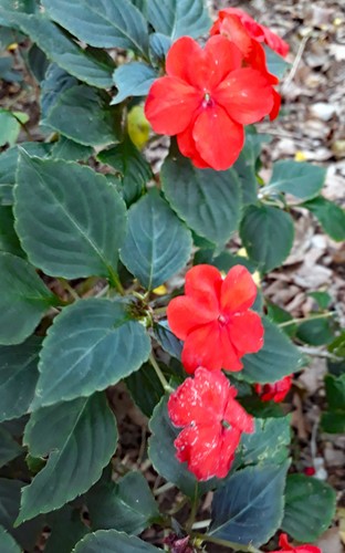 Impatiens walleriana – Wikipédia, a enciclopédia livre