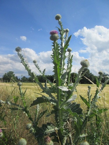 How to Grow and Care for Scotch thistle