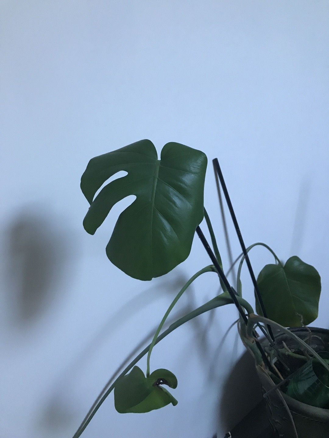 観葉植物です。名前は鳳莱蕉と申します。 ホウライショウ（蓬莱蕉） - neko sanpo