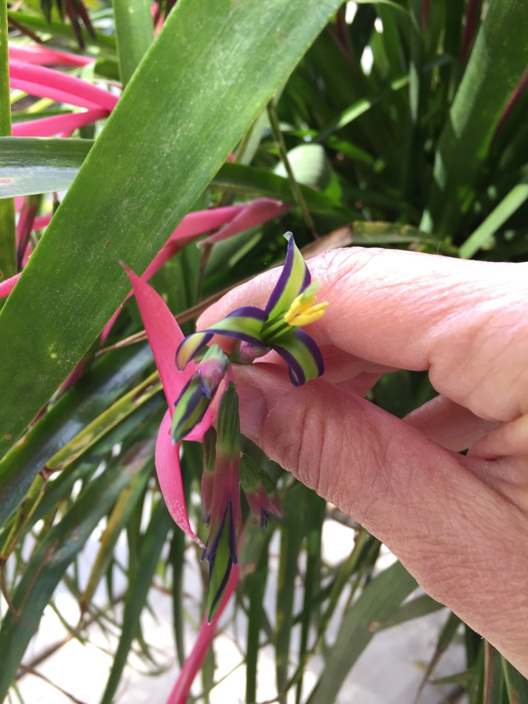 ヨウラクツツアナナス（瓔珞筒アナナス）の判定方法 (Billbergia nutans)