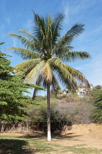 Common coconut palm (Cocos nucifera) Flower, Leaf, Care, Uses - PictureThis