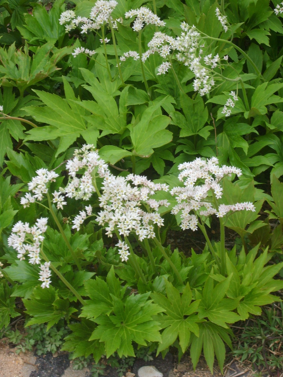 イワヤツデ（岩八手）の育て方・栽培方法