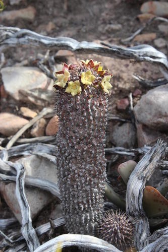 Flores de linterna (Ceropegia)
