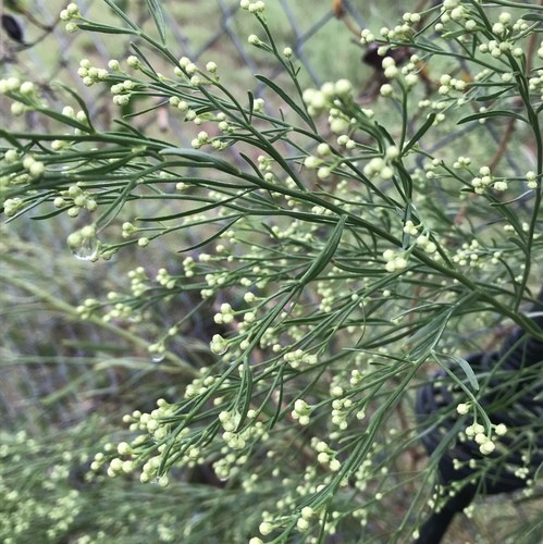 Planta Vassoura (Baccharis)