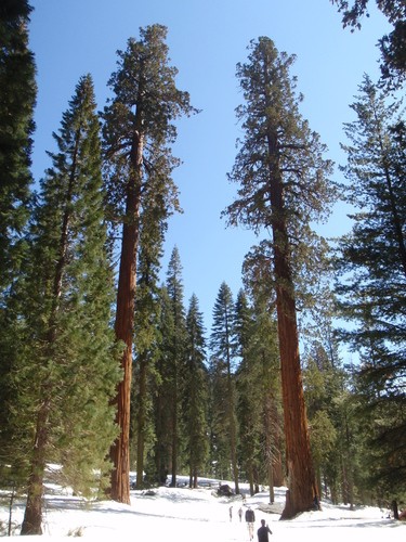 巨杉 (Sequoiadendron giganteum) 照顧,種植,繁殖,開花時間 - PictureThis