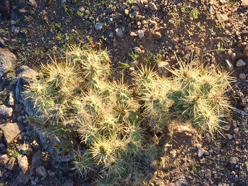 Cola de rata (Cylindropuntia whipplei) - PictureThis
