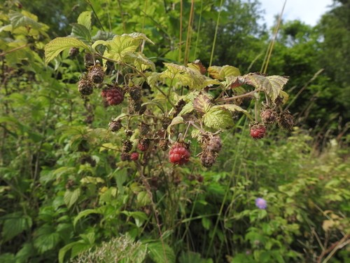 Framboisier : au lieu du fruit, mangez les feuilles ! - Nature