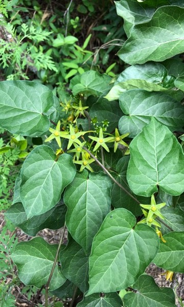 Anglepod (Gonolobus suberosus) Flower, Leaf, Care, Uses - PictureThis