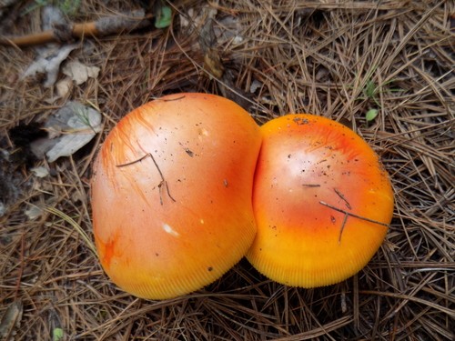 Caesar's mushroom (Amanita caesarea) - PictureThis