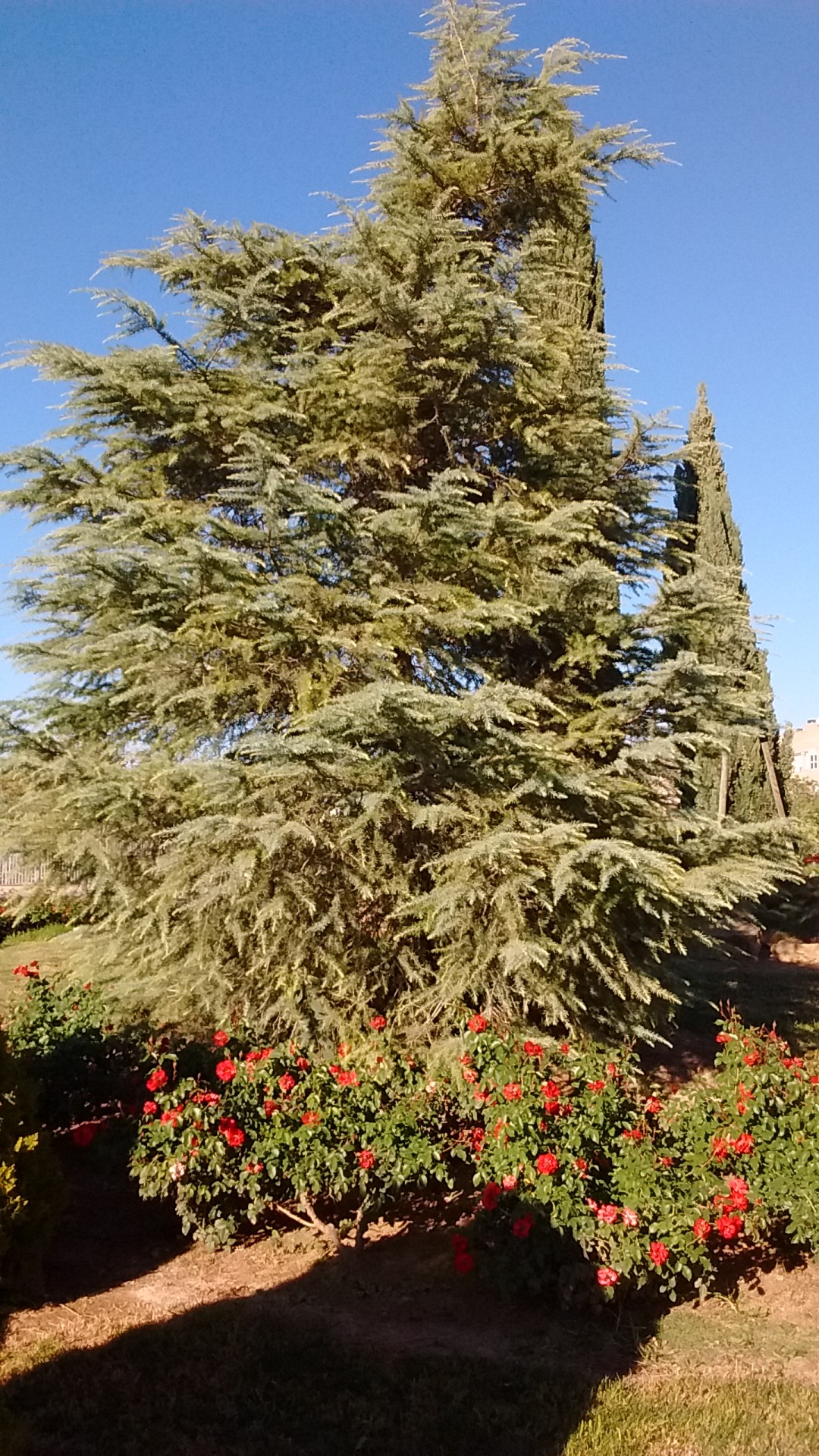 アトラスシーダーの判定方法 (Cedrus atlantica)