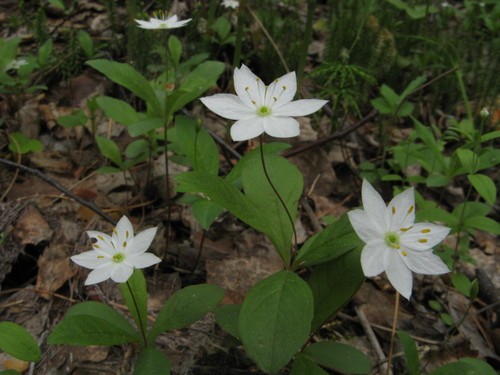 ツマトリソウ 褄取草 Lysimachia Europaea 花言葉 毒性 よくある質問 Picturethis