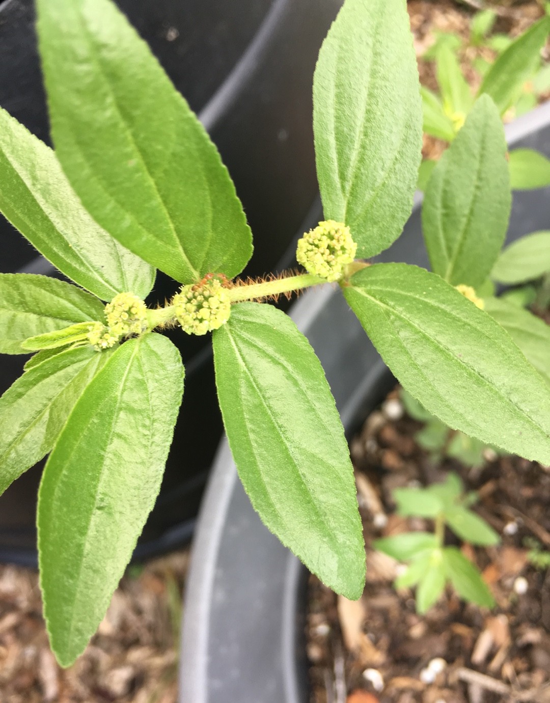 coffee plant near me Wellspring Gardens Coffee Plant - Coffea arabica