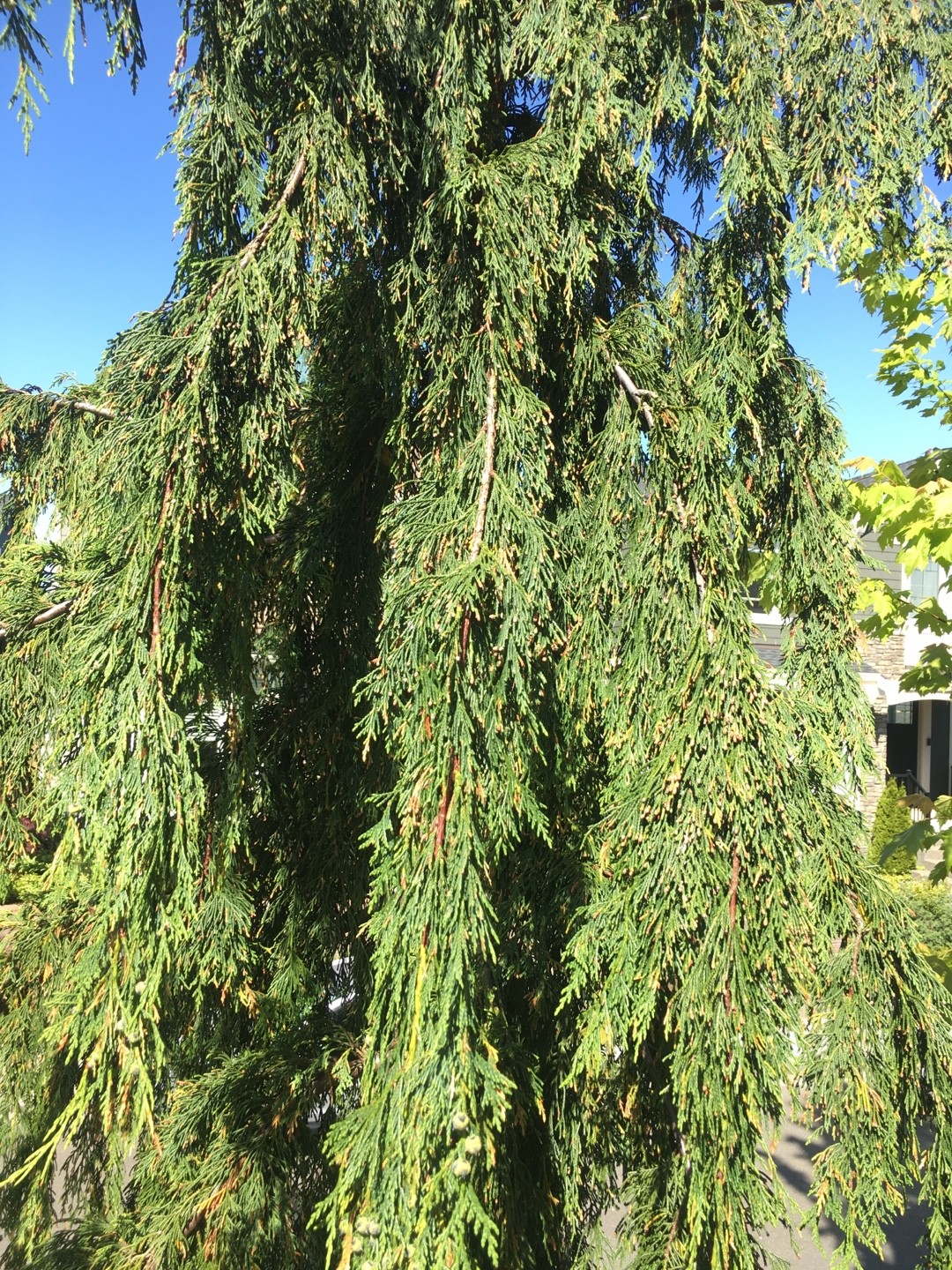 オオイトスギはどこにありますか Picturethis