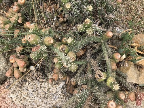 Cola de rata (Cylindropuntia whipplei) - PictureThis