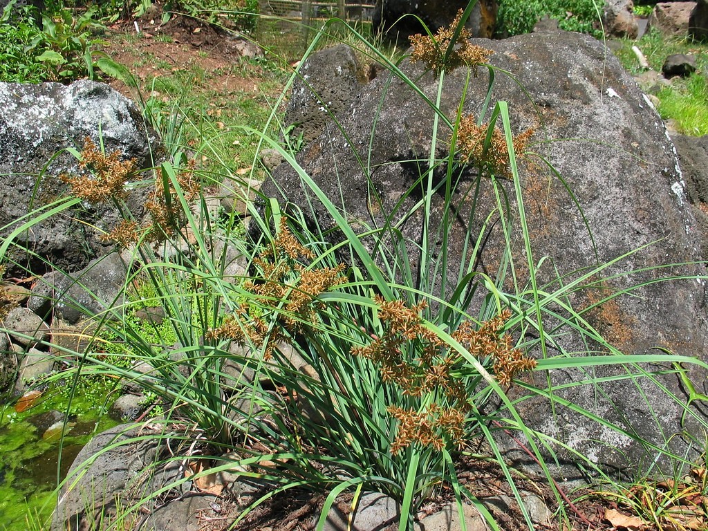 Cyperus javanicus - PictureThis