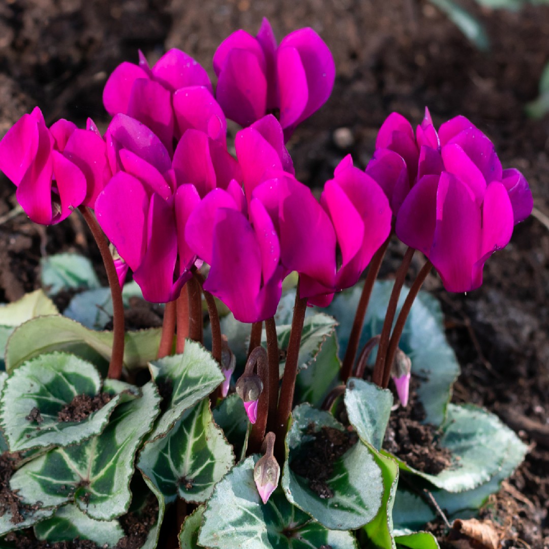 Ciclame (Cyclamen hederifolium) - PictureThis