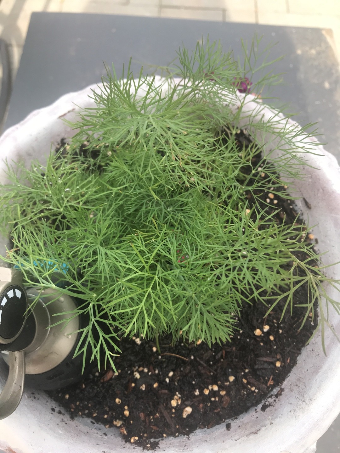 How to Grow and Care for Dill
