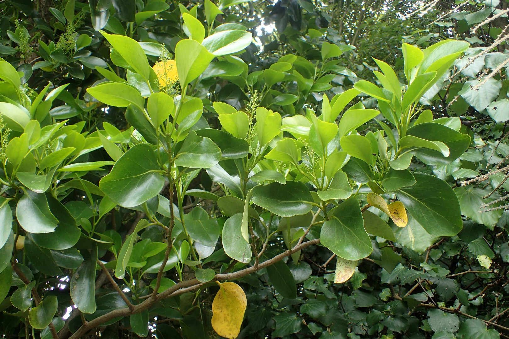 Griselinia (Griseliniaceae) Flower, Leaf, Care, Uses PictureThis
