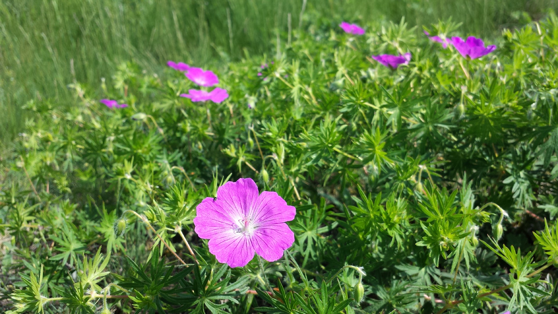 The Ultimate Guide to Cleaning a Bird Bath with Baking Soda