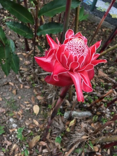 How to Grow and Care for Torch Ginger