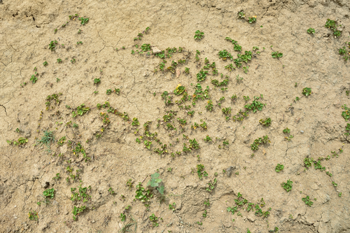 병풀 (Centella asiatica) - PictureThis