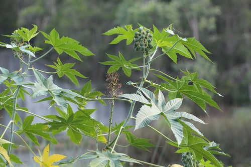 Bild Wunderbaum (Ricinus communis) - 572081 - Bilder von Pflanzen und  Gärten - botanikfoto