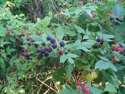 Black Raspberry Seed Oil Organic - Rubus Occidentalis