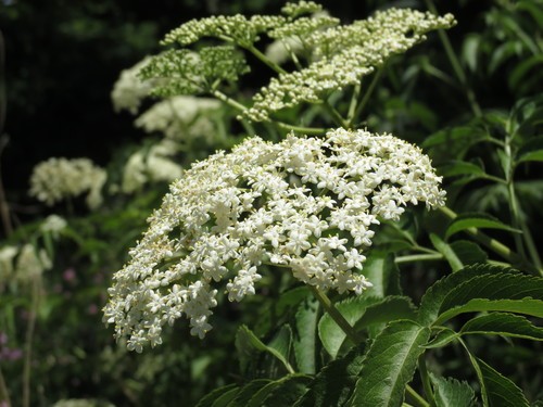 Kanadischer Holunder (Sambucus canadensis) - PictureThis