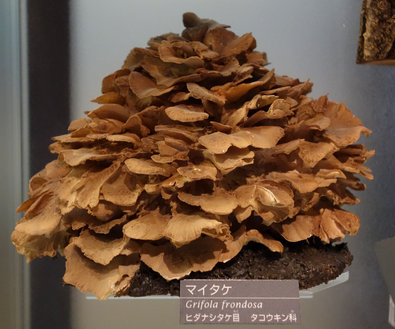 Грифола курчавая (Grifola frondosa) PictureThis