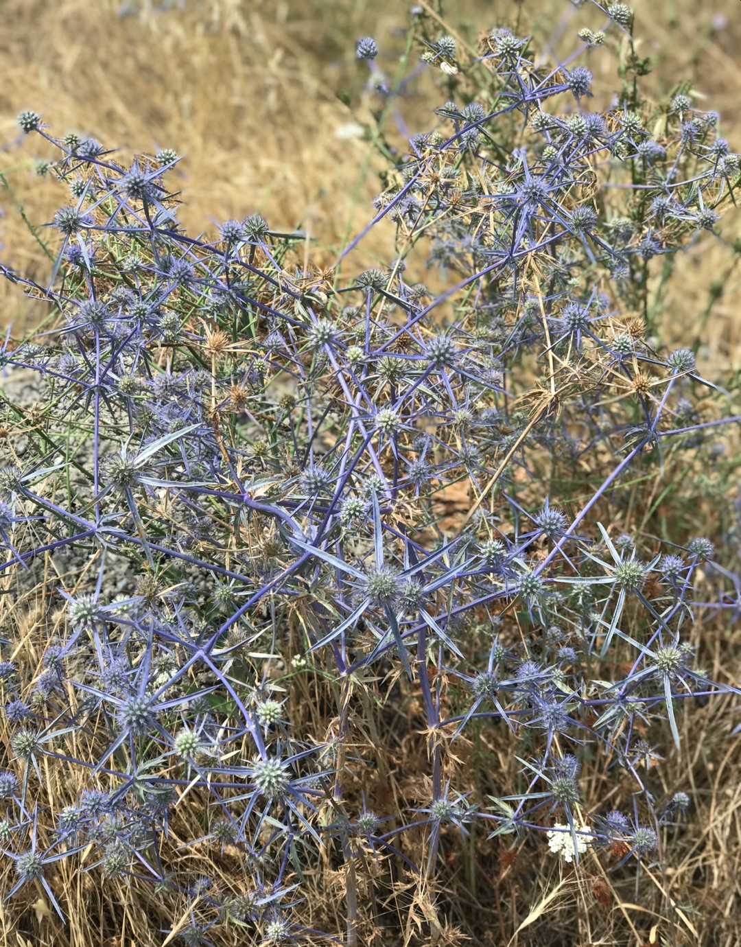 Eryngium creticum PictureThis