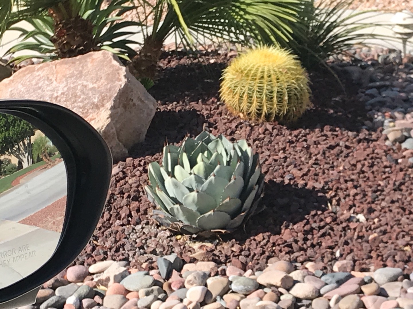 アガベ・パリーの判定方法 (Agave parryi)