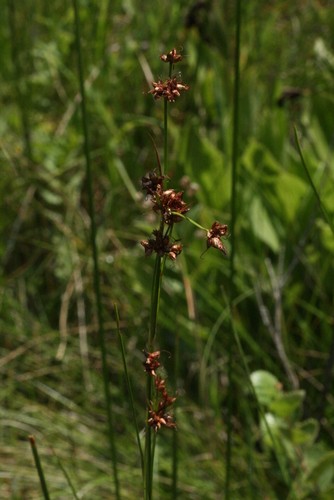 Cladium mariscoides PictureThis