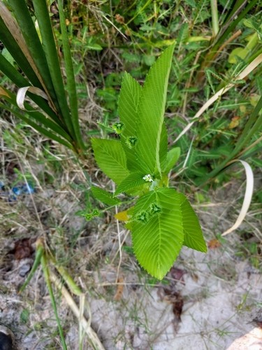 Caperonia palustris - PictureThis