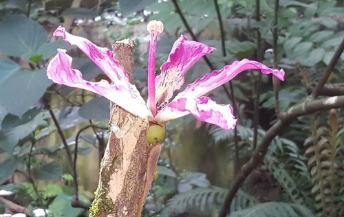 Сейба великолепная (Ceiba speciosa) - PictureThis