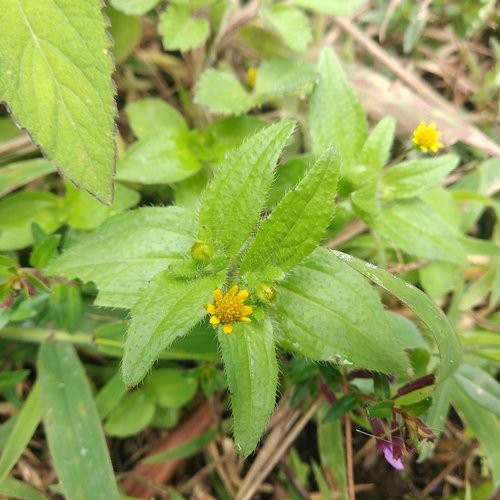 Jaegeria Flower, Leaf, Care, Uses - PictureThis