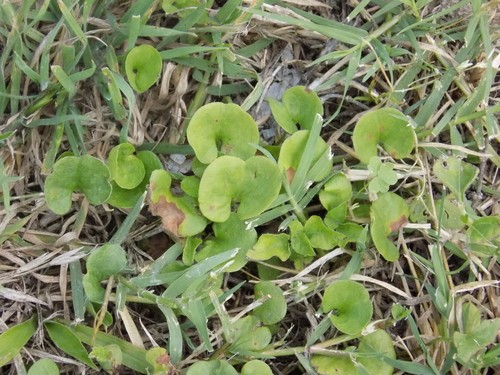 Carolina ponyfoot (Dichondra carolinensis) Flower, Leaf, Care, Uses ...