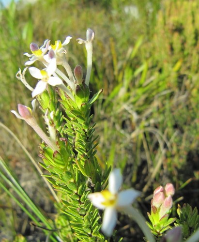 Gnidia tomentosa PictureThis