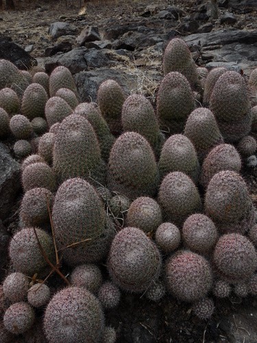 Benecke Fishhook Cactus (Mammillaria beneckei) - PictureThis