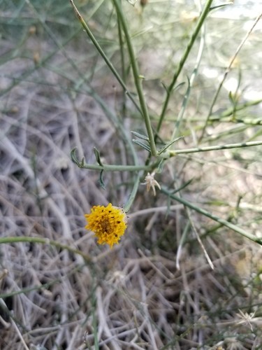 Palo dulce Cuidados (Plantando, Fertilizantes, Enfermedades) - PictureThis