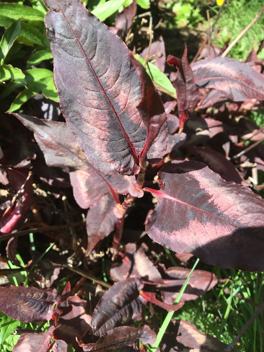 Persicaria nepalensis PictureThis