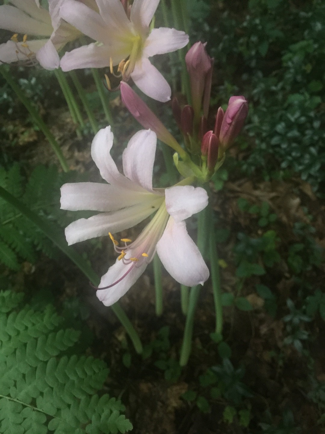 ナツズイセン（夏水仙）の判定方法 (Lycoris squamigera)