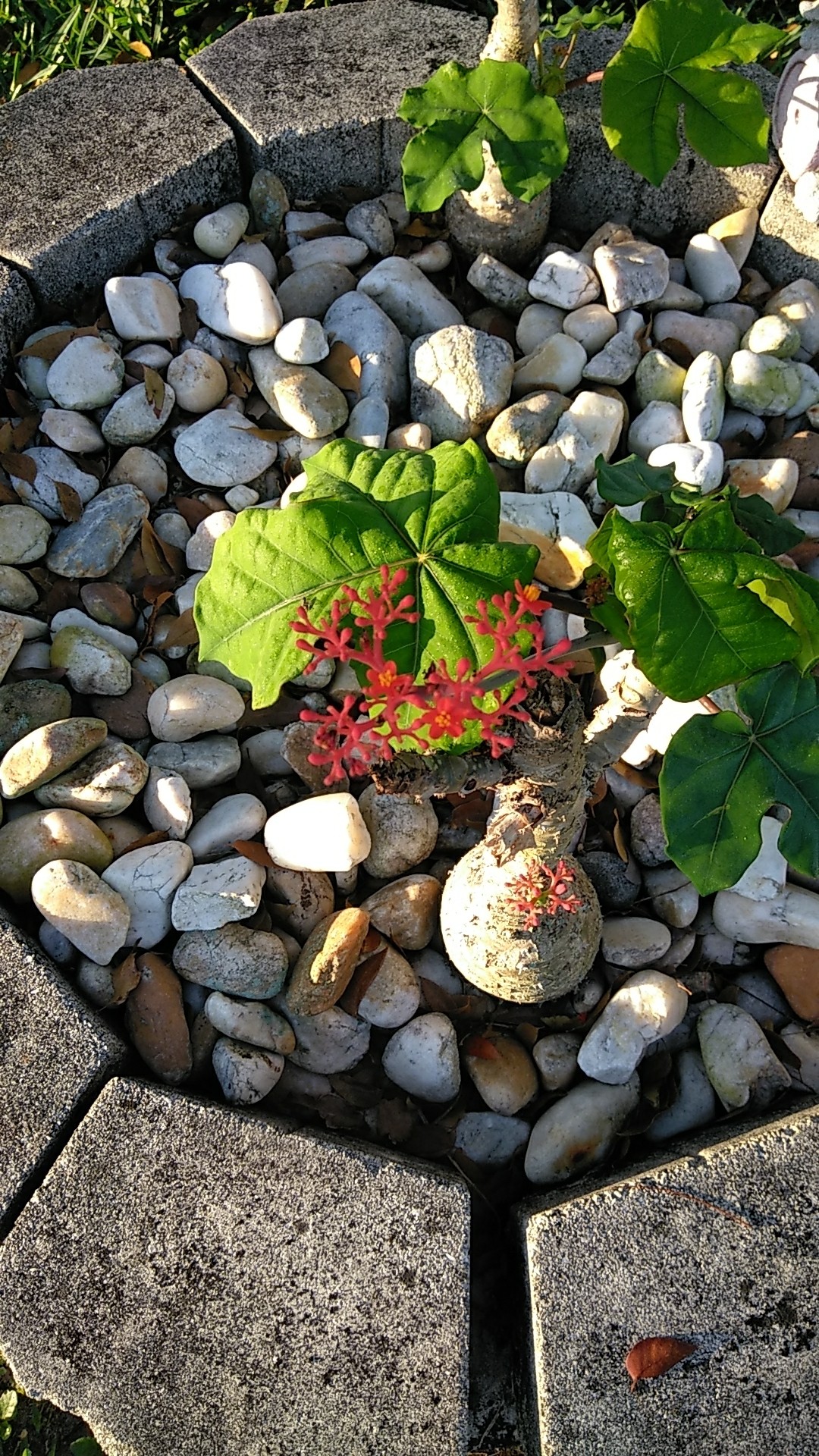 How to Grow and Care for Buddha belly plant