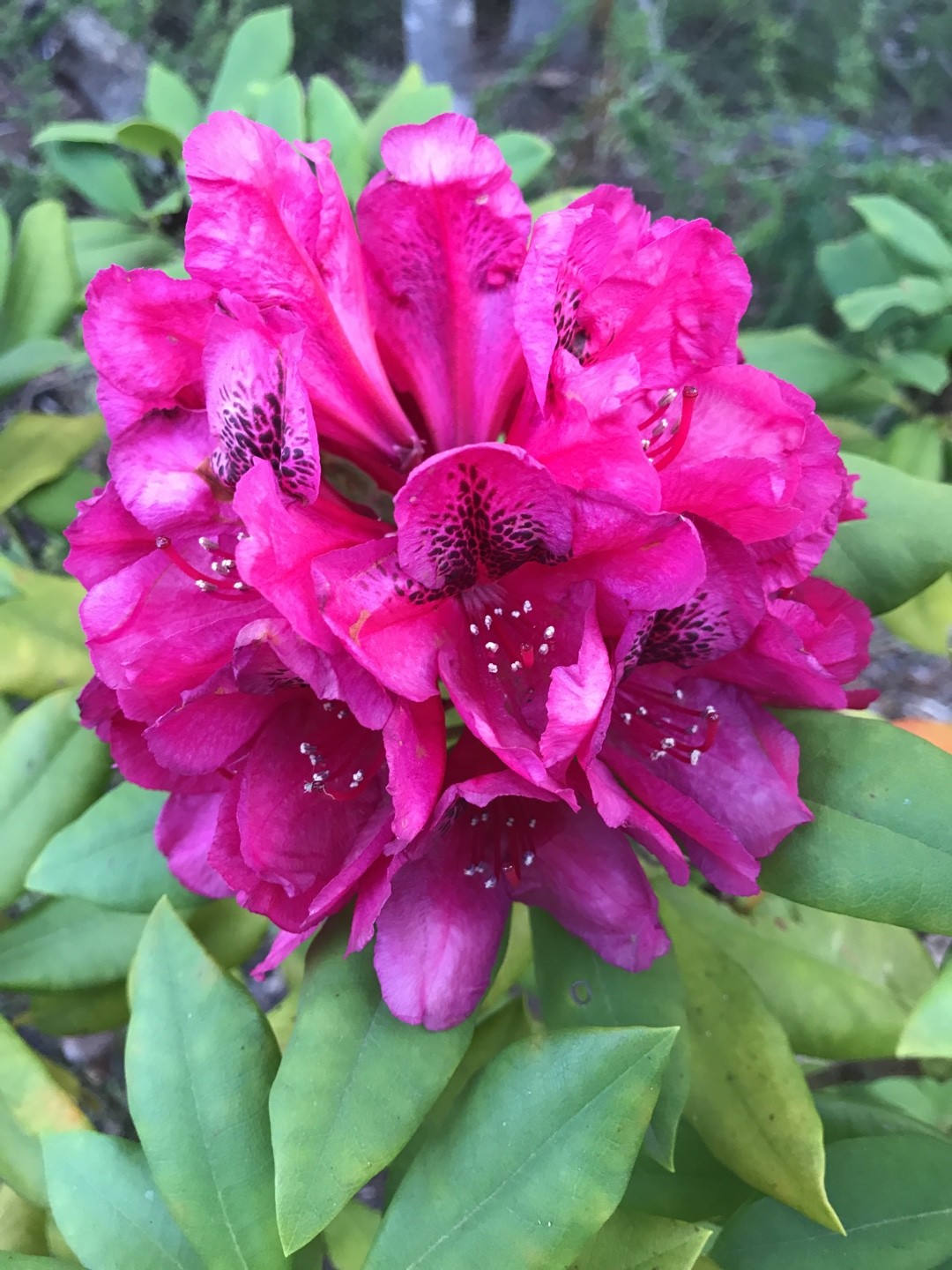 rhododendron im topf kaufen Rhododendron 'Nova Zembla' 40-50cm im groen Topf