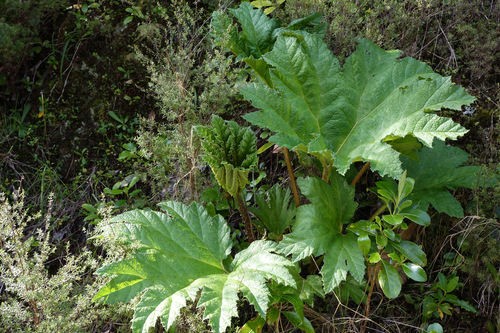 Gunnera Identification Gunnera (Gunneraceae) Flower, Leaf, Care, Uses - PictureThis