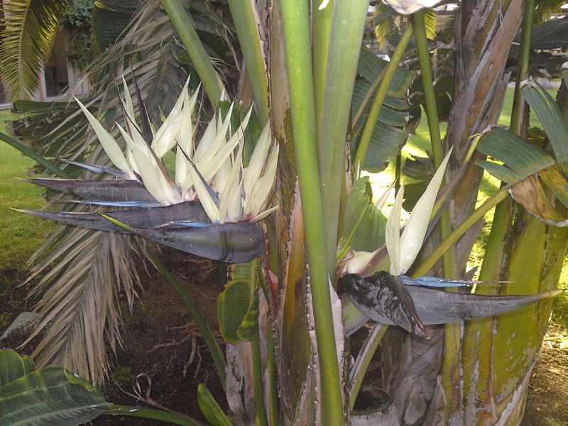 Ave-do-paraíso gigante (Strelitzia nicolai) - PictureThis