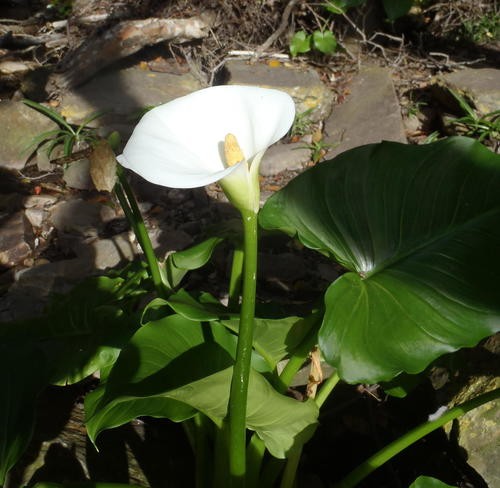 Calla lily (Zantedeschia aethiopica) Flower, Leaf, Care, Uses - PictureThis