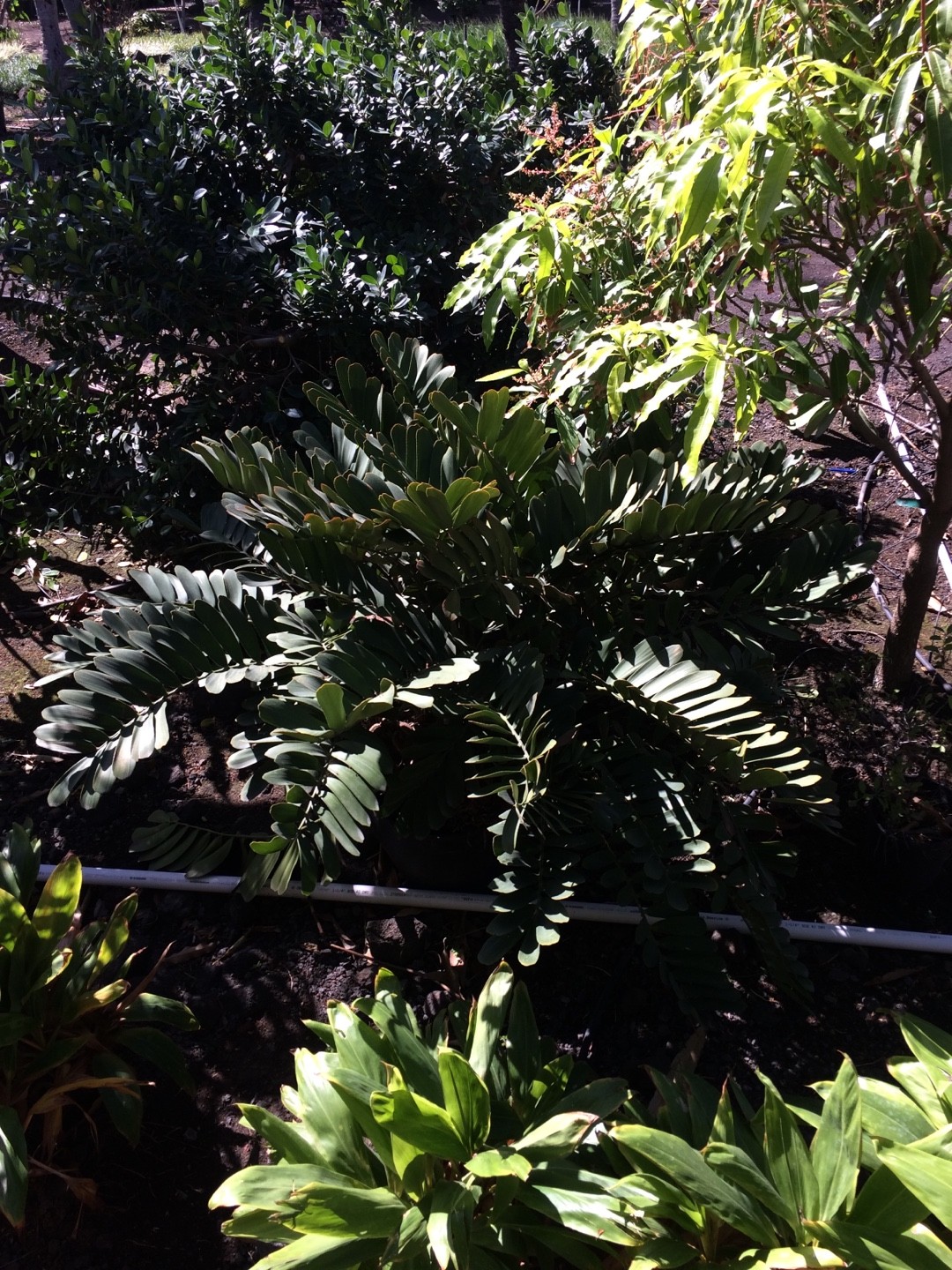 So identifizierst du Zamia furfuracea (Zamia furfuracea)