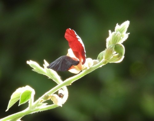 Conchito Insect Conchito (Macroptilium atropurpureum) - PictureThis
